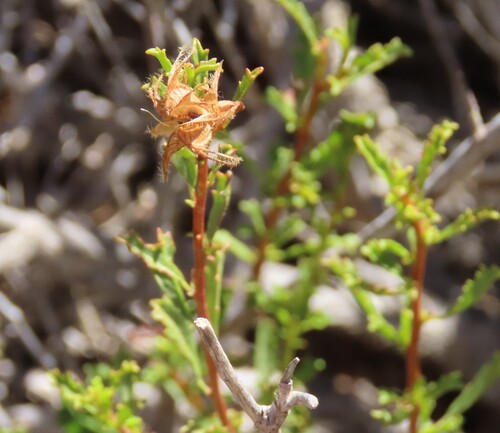 Hermannia stricta, photograph 4