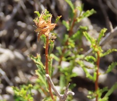 Hermannia stricta, photograph author not stated, no rights reserved