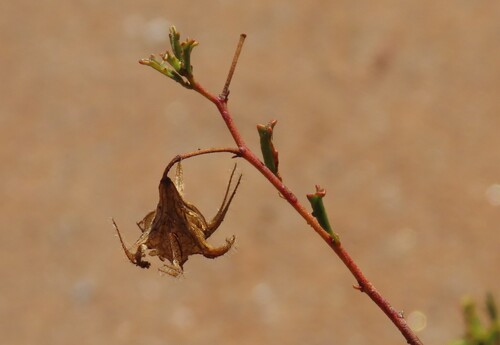 Hermannia stricta, photograph 5