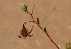 Hermannia stricta, photograph author not stated, no rights reserved