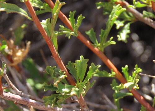 Hermannia stricta, photograph 6
