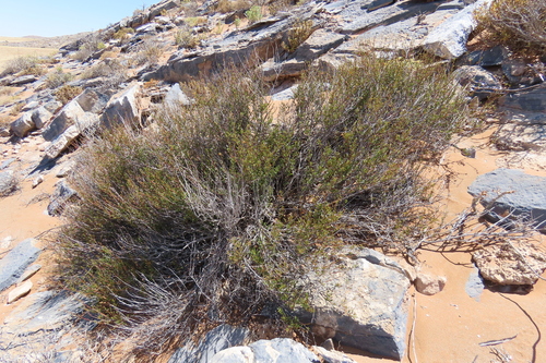 desert rose (Hermannia stricta)