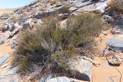 Hermannia stricta, photograph author not stated, no rights reserved