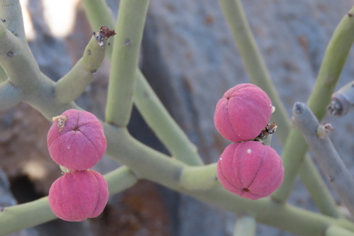 Euphorbia gummifera, photograph 3