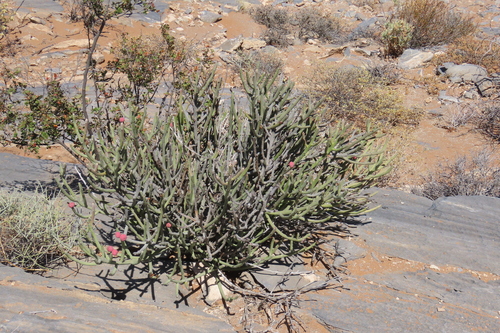 Euphorbia gummifera, photograph 4