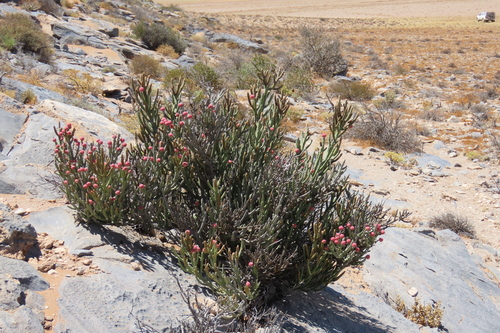 Euphorbia gummifera, photograph 2