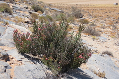 author not stated, no rights reserved Euphorbia gummifera, photograph author not stated, no rights reserved