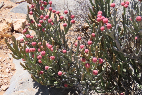 Euphorbia gummifera, photograph 5