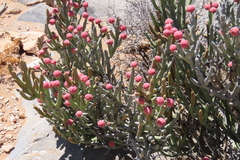 author not stated, no rights reserved Euphorbia gummifera, photograph author not stated, no rights reserved