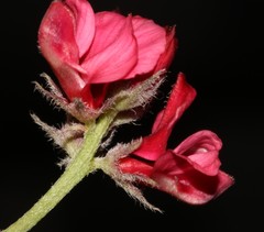 Indigofera burchellii