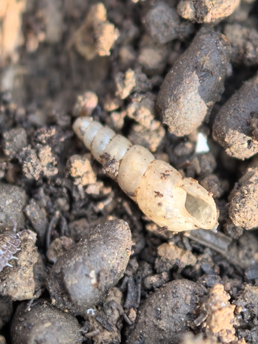 Opeas pyrgula observed 2025-12-18