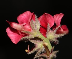 Indigofera burchellii