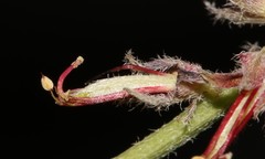 Indigofera burchellii