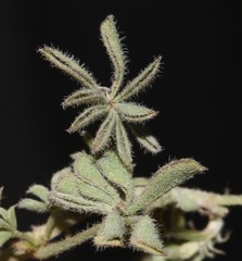 Indigofera burchellii