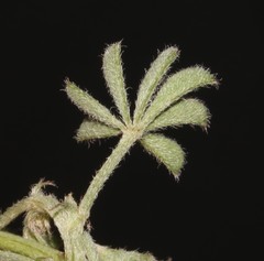 Indigofera burchellii