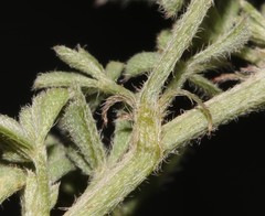 Indigofera burchellii