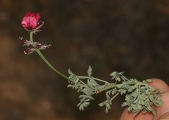 Indigofera burchellii