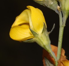 Lebeckia pauciflora