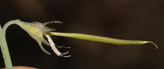 Lebeckia pauciflora