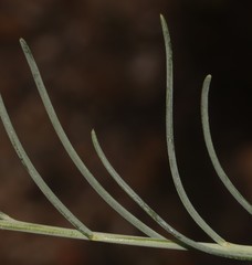 Lebeckia pauciflora