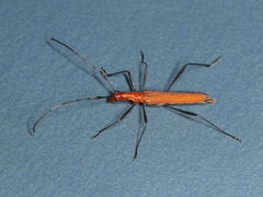 Psilomorpha tenuipes