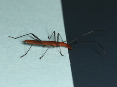 Psilomorpha tenuipes