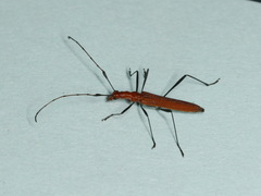 Psilomorpha tenuipes