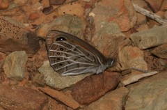 Pseudonympha trimenii trimenii