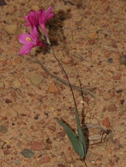 Ixia latifolia