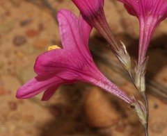 Ixia latifolia
