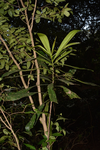 Image of Ancistrocladus heyneanus by no rights reserved
