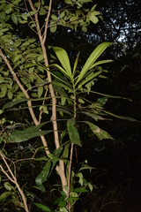 Ancistrocladus heyneanus