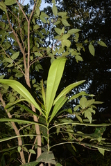 Ancistrocladus heyneanus