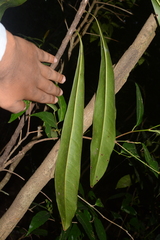 Ancistrocladus heyneanus