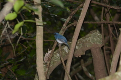 Cyornis pallidipes