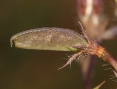 Aspalathus compacta