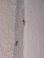 Xerophloea