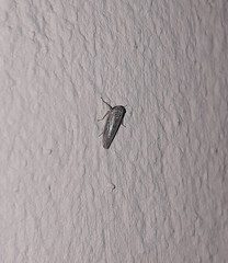 Exitianus obscurinervis