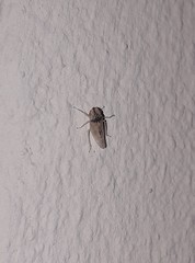 Xerophloea