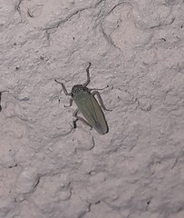 Syncharina argentina