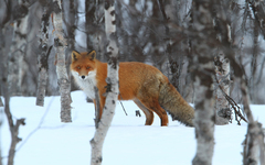 Vulpes vulpes vulpes