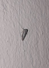 Exitianus obscurinervis