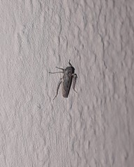 Exitianus obscurinervis