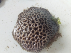 Anomastraea irregularis