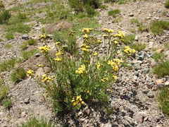 Senecio covasii