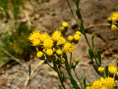 Senecio covasii