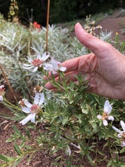 Eucephalus paucicapitatus