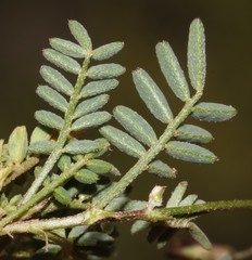 Lessertia diffusa