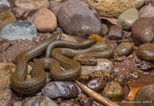 Hebius weixiensis