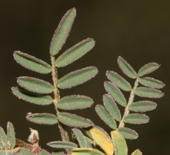 Lessertia diffusa